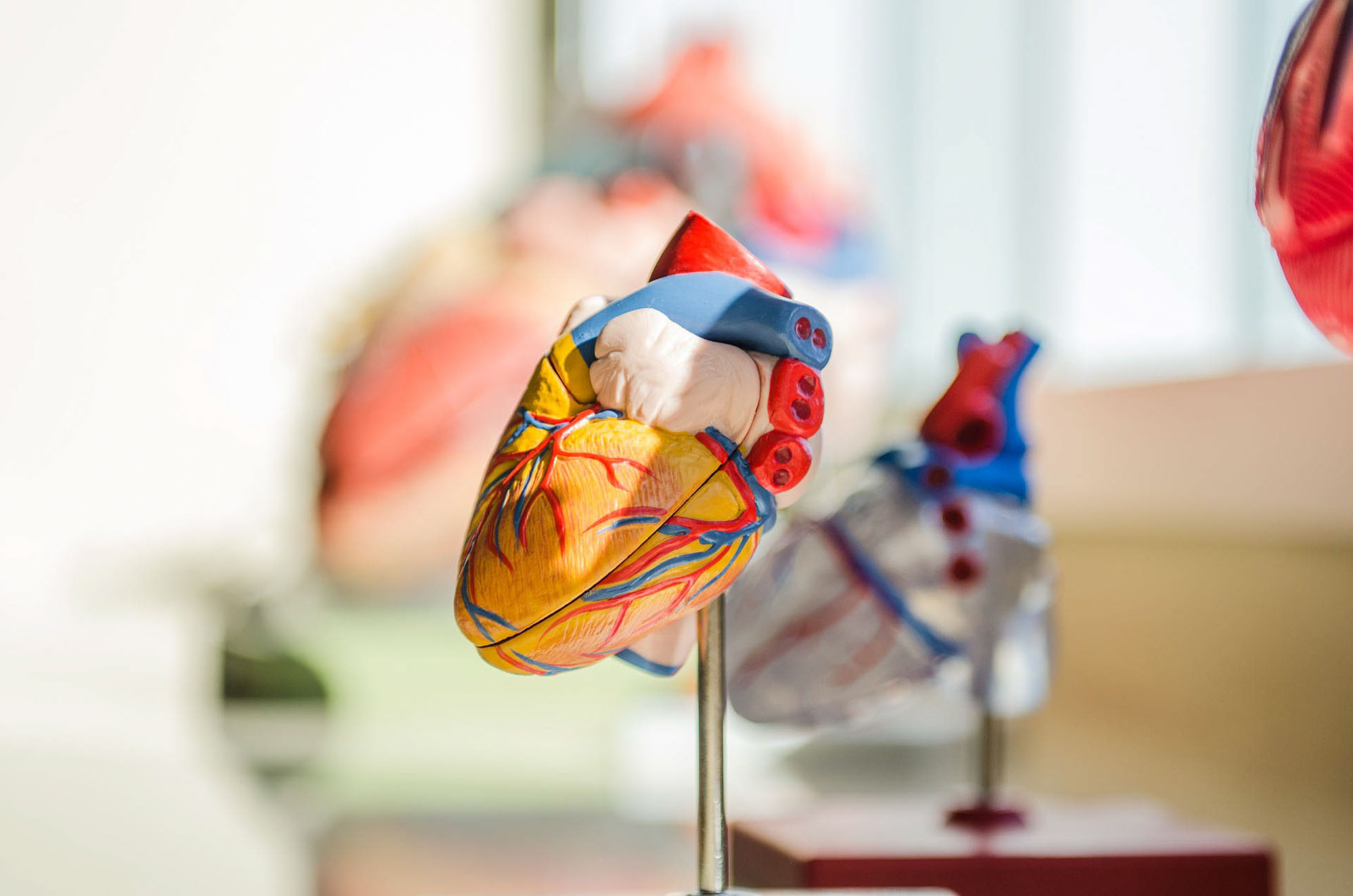 Picture of the model of a human heart