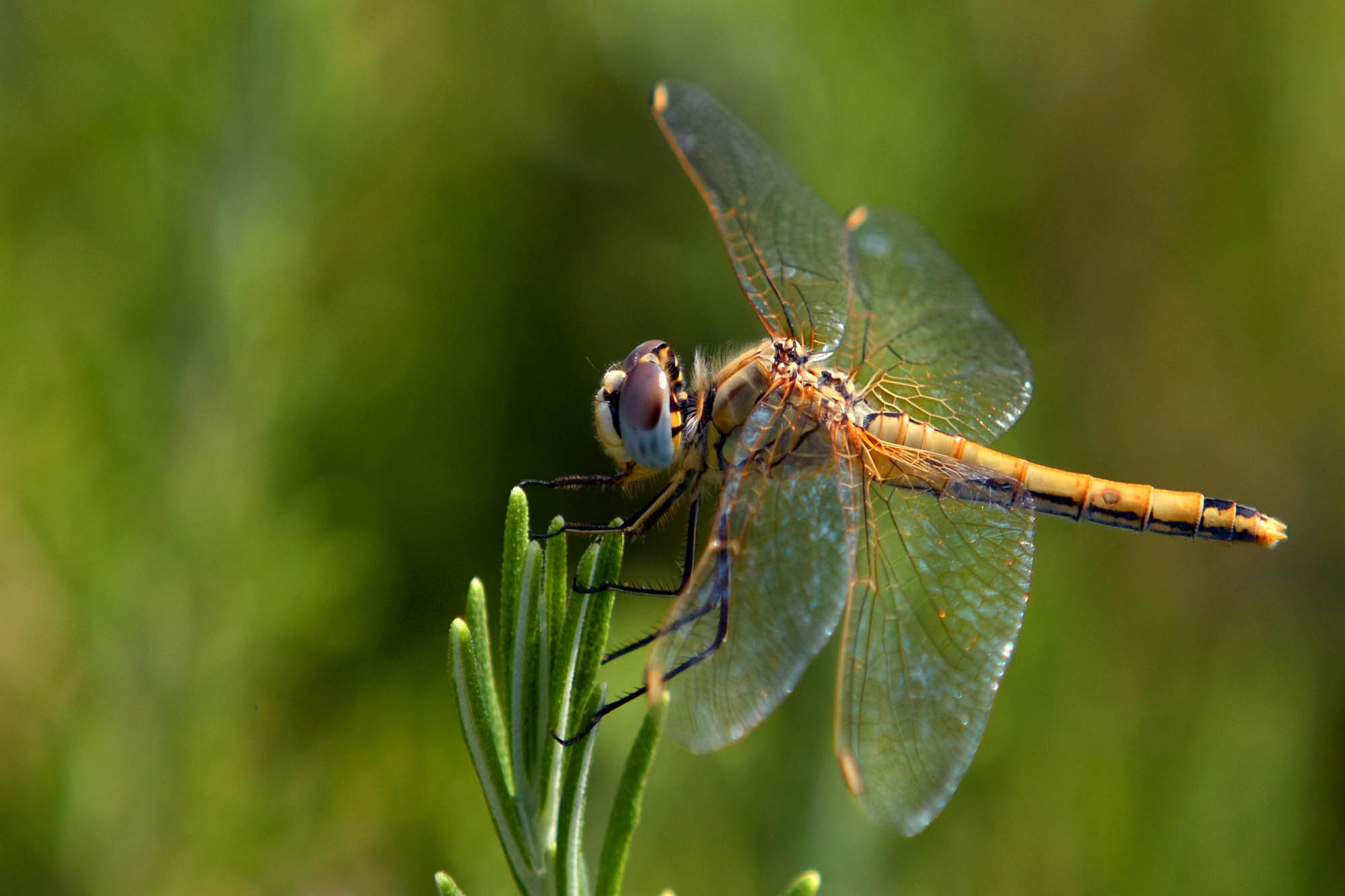 Close-up picture of a dragon-fly in nature