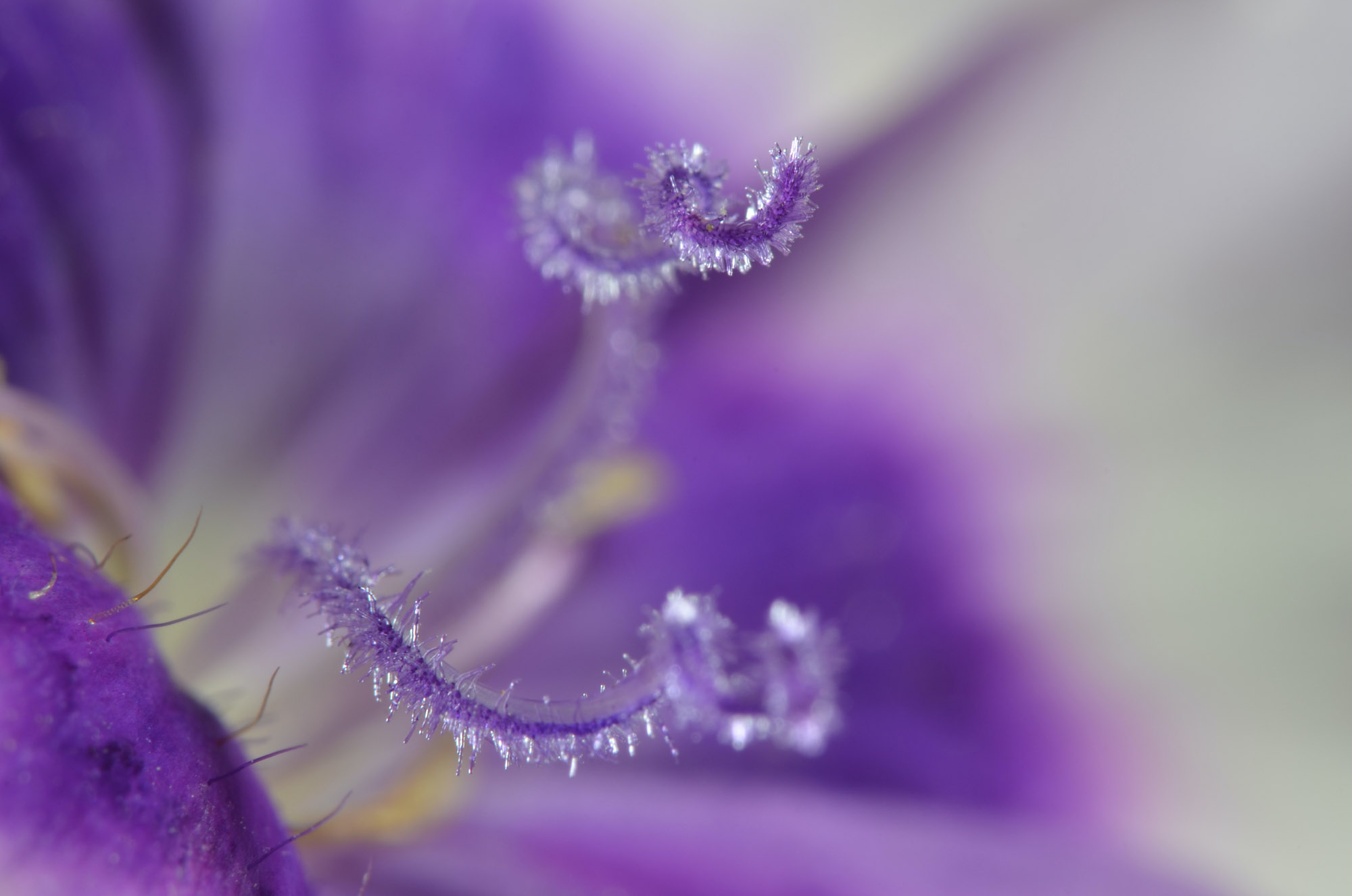 Close-up picture of the pink petal of a beautiful flower