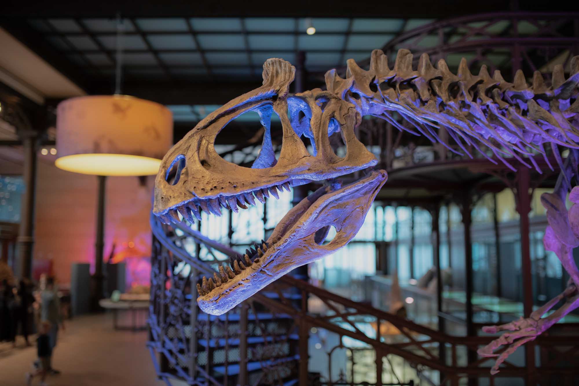 Picture of the skeleton of a dinossaur at the museum