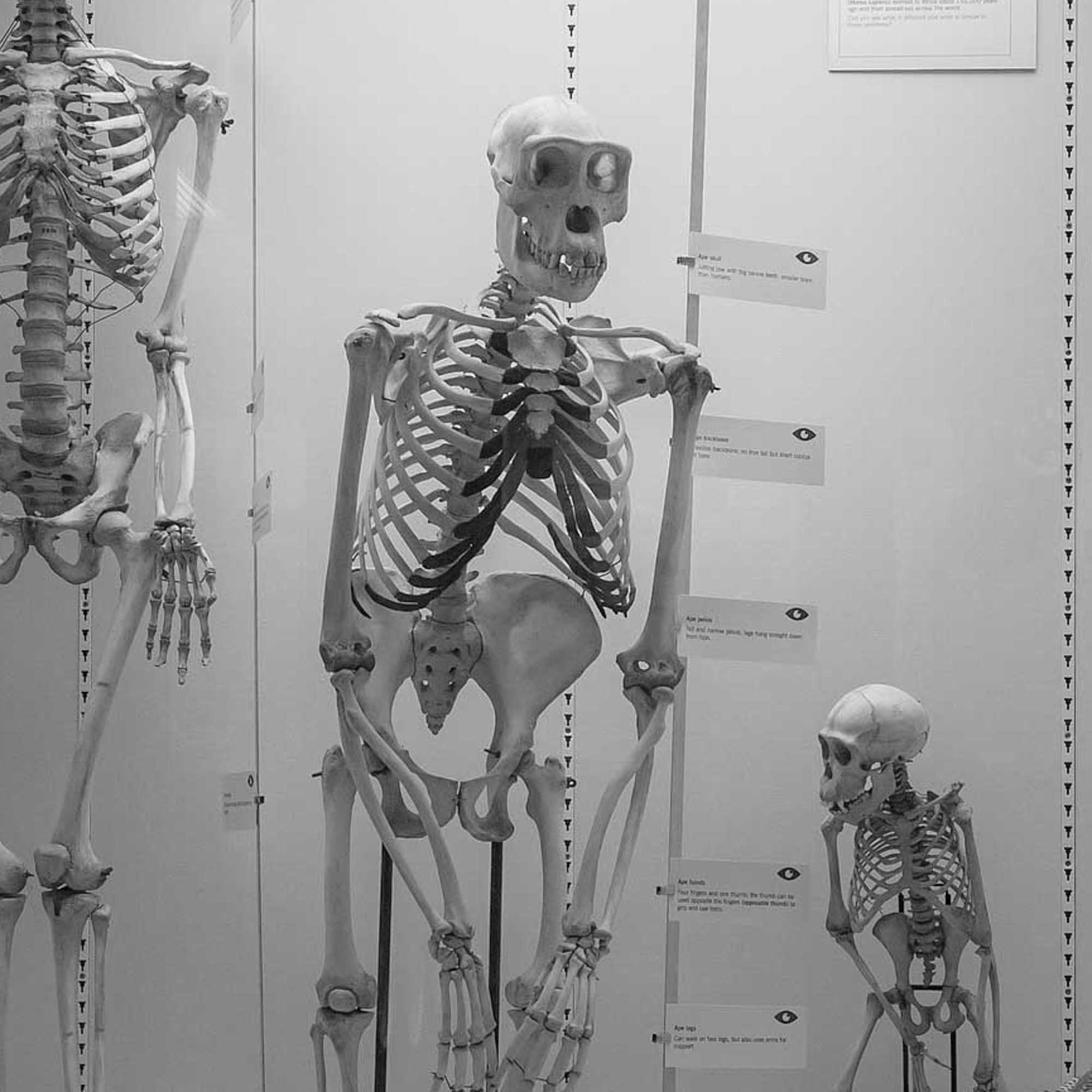 Picture of a skeleton at the museum